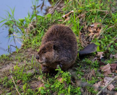 Nehrin kenarındaki yeşil çimlerde bir kunduz.