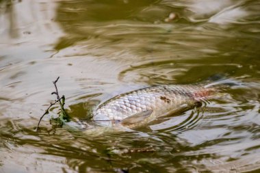 Ölü bir balık karanlık sularda yüzüyordu.