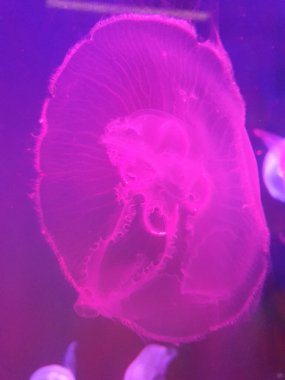 A beautiful shot of a green transparent Jellyfish underwater with colorful background