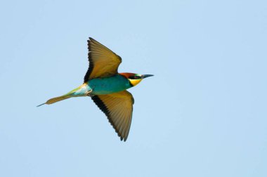 Avrupalı bir arı yiyici