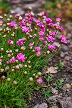 Armeria vulgaris 'in seçici odak noktası.)