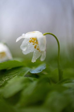 Su damlalı güzel bir kardamlası şakayığının (Anemonoides sylvestris) yakın çekimi