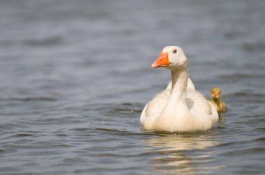 Gölette ördek yavrularıyla beyaz bir kazın yakın çekimi.