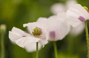 A closeup of Australian white poppies in their full bloom growing in a field or a garden looking nice