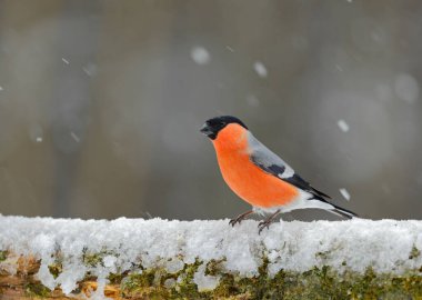 A selective focus shot of an orange Eurasian bullfinch bird perched on a branch under snow