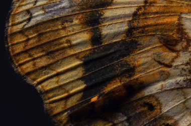 Chlosyne gorgone kelebeğin kanat dokusunun makro görüntüsü.