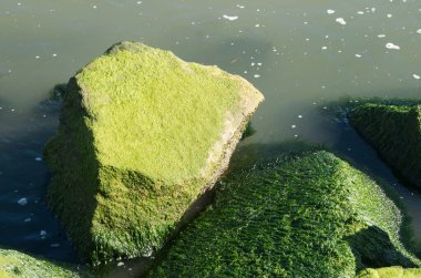 A closeup of a layer of green moss and seaweed covering boulders in the Indian River Inlet in Delaware