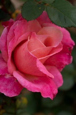 Çiçekli pembe bir gülün detaylarının dikey yakın çekimi.