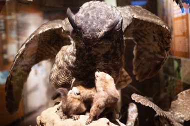 A closeup shot of a hawk looking down on small Otters animals with reflection of the light