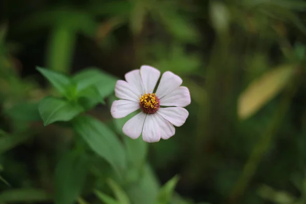 Close Uma Flor Zinnia Angustifolia Luz Dia Jardim Com Fundo — Fotografia de Stock