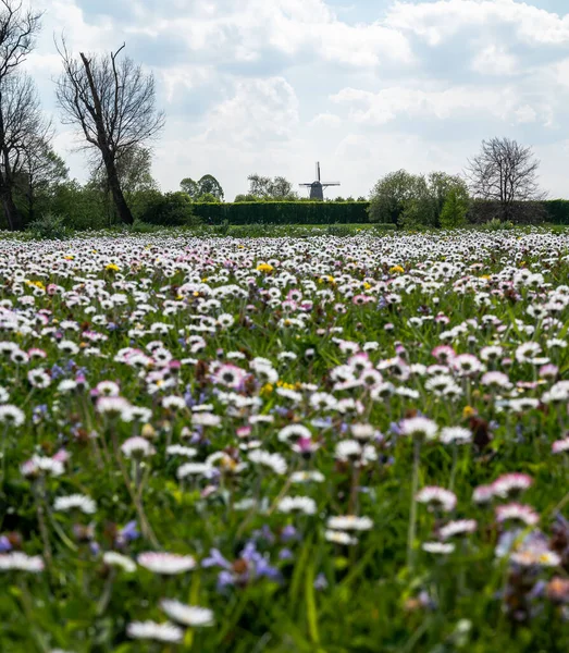 Blurred Shot White Flowers Field — Fotografia de Stock
