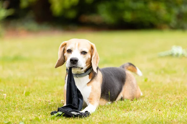 Sweet Tricolor Beagle Dog Playing Garden Daylight — Stock Photo, Image