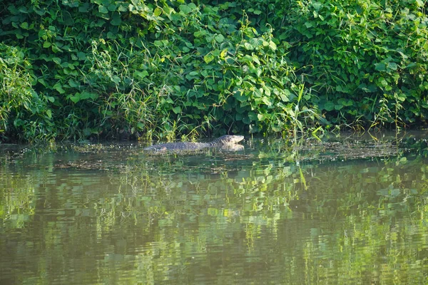 An alligator in the lake with trees in the background