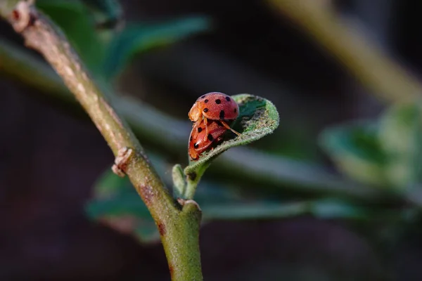 Closeup Shallow Focus Shot Two Ladybirds Mating Leaf — Stock Photo, Image