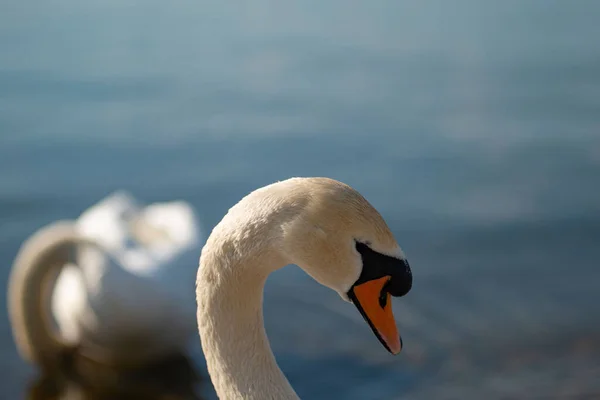 Gros Plan Cygne Blanc Nageant Dans Eau — Photo