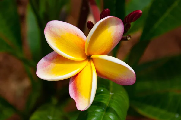 Closeup Shot Beautiful Yellow Frangipani Flower Nature — Fotografia de Stock