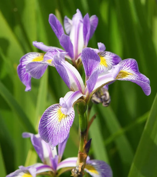 Closeup Harlequin Blueflag Iris Versicolor Flower Garden — Photo