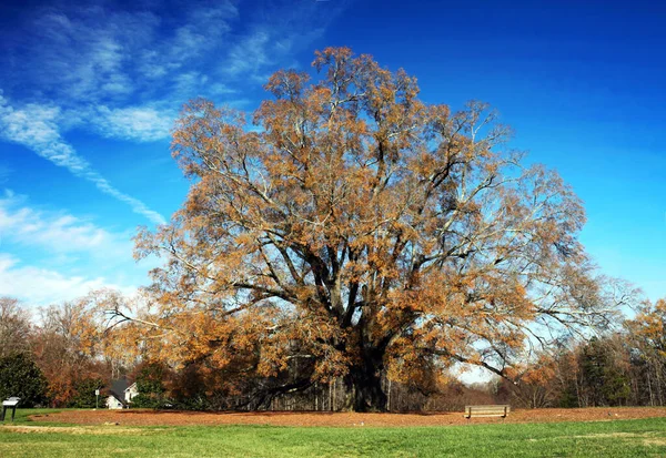 Ortasında Sonbahar Ağaçları Olan Güzel Bir Park Manzarası — Stok fotoğraf