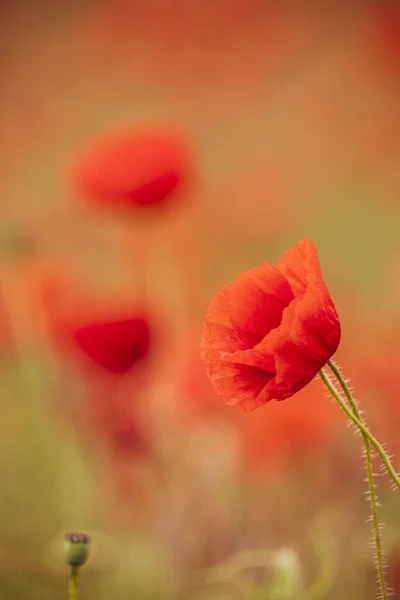 Vertical Shot Red Poppy Field Rural Oxfordshire — Stock Photo, Image