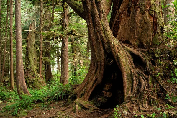 Skog Med Gamla Träd Vid Wickaninnish Beach Tofino Vancouver Island — Stockfoto