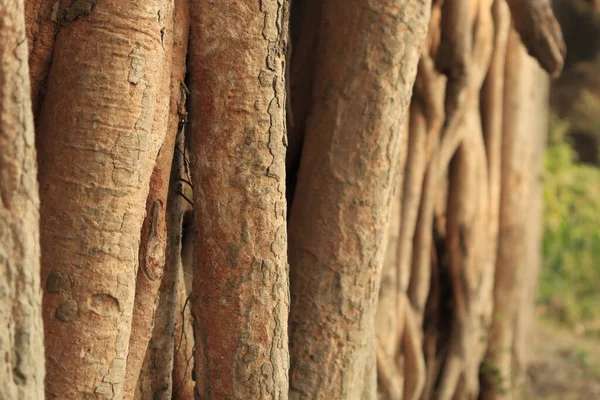 Closeup Shot Root Banyan Tree Climbing Old Abandoned Building Sunny — Stock Photo, Image