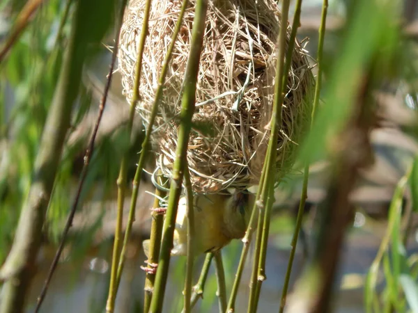 Ein Selektiver Vogel Auf Einem Nest Gras — Stockfoto