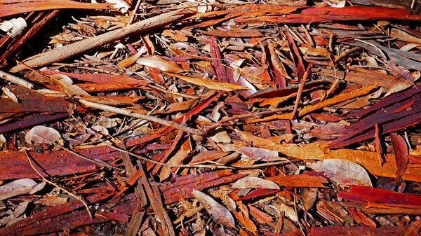 Leaf litter accumulating on a karri forest floor in Pemberton.