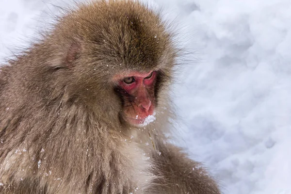 A closeup shot of a fluffy macaque monkey with a red face