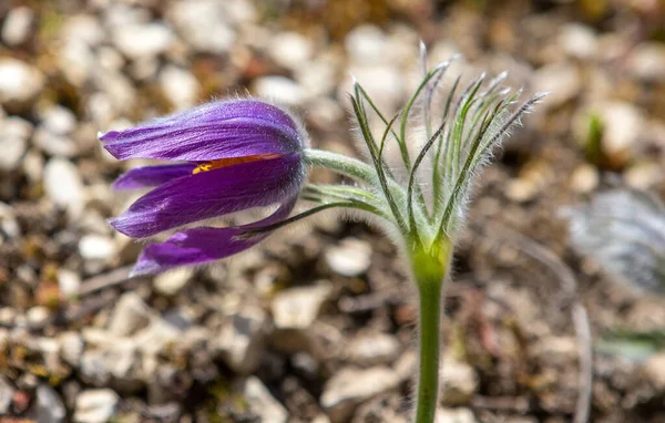 Close Pulsatilla Grandis Flower Wild Nature — Stock Photo, Image