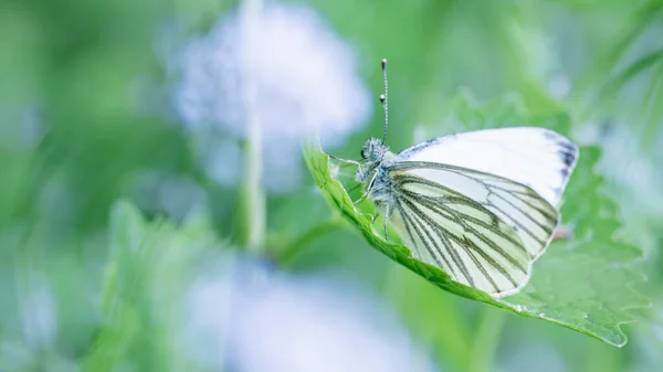 Closeup Shot Green Veined White Butterfly Tree Leaf — Stock Photo, Image