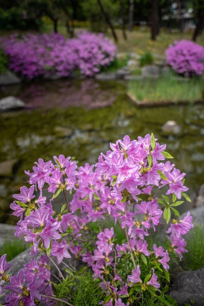 Selettivo Fiori Rhododendron Viola — Foto Stock