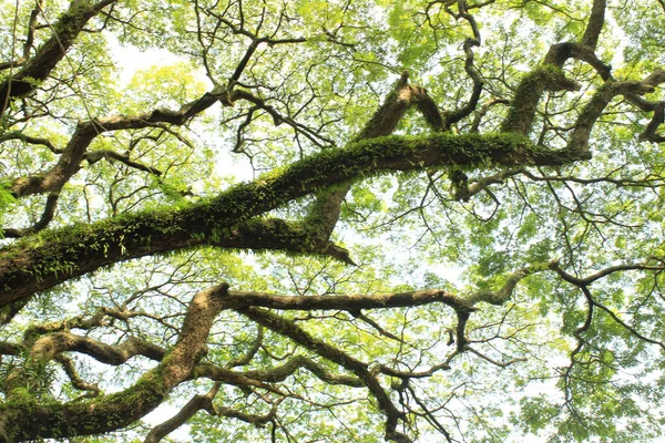 Tiro Baixo Ângulo Galhos Árvore Cobertos Com Musgo — Fotografia de Stock