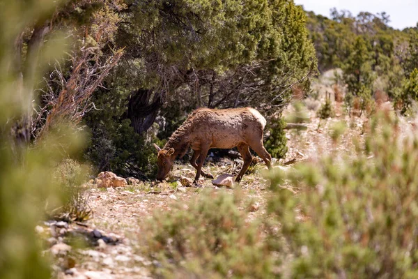 Closeup Elk Grand Canyon Sunlight — Stock Photo, Image