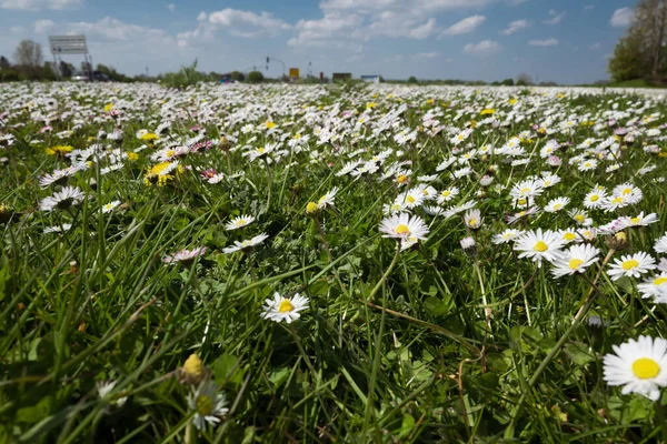 Beautiful Shot White Camomiles Field — Foto de Stock