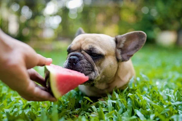 A closeup of a French Bulldog eating a watermelon slice in the park.