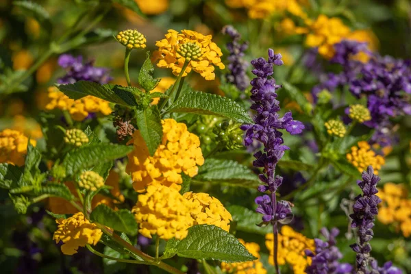 Shallow Focus Yellow West Indian Lantana Flower Garden — Stock Photo, Image