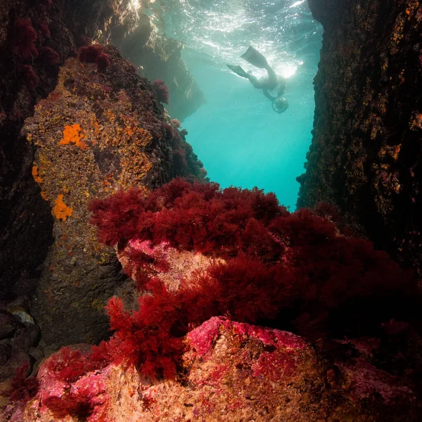 Closeup Underwater Wold Plants Diver Seen Background — Stock fotografie