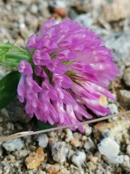 Closeup Shot Clover Trefoil Flower —  Fotos de Stock