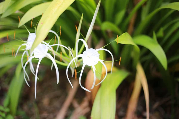 Eine Nahaufnahme Schöner Weißer Spinnenlililienpflanzen Einem Garten Einem Sonnigen Tag — Stockfoto