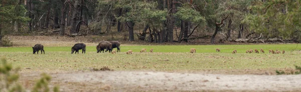 Panoramic View Wild Boars Other Animals Grazing Pasture — Foto de Stock