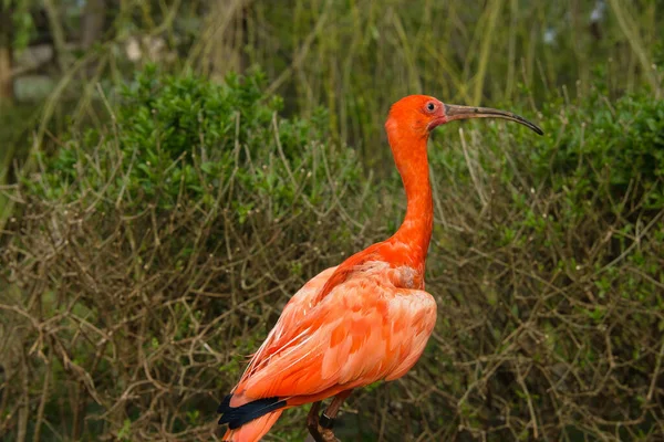 Selective Focus Shot Scarlet Ibis Bird Garden — Foto de Stock