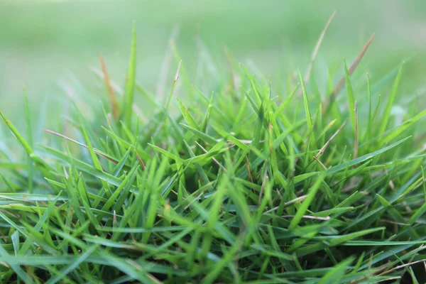 Селективный Снимок Идеальной Зеленой Травы Фоне Поля — стоковое фото