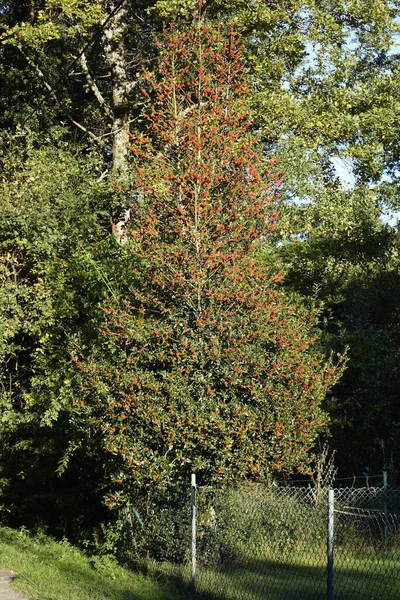 Holly Ilex Aquifoliaceae Red Berries Blue Sunny Autumn Sky Ludwigswinkel — Φωτογραφία Αρχείου