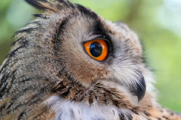Closeup Owl Park — Stockfoto