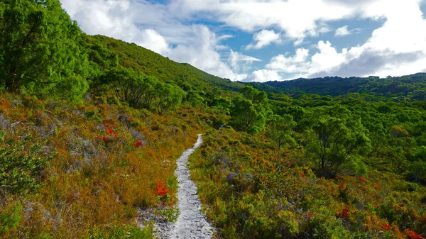 Marcher Sur Piste Bibbulman Travers Lande Côtière Indigène — Photo