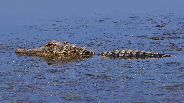 Caimán Americano Río Alligator Mississippiensis — Foto de Stock