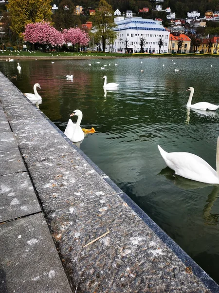 Cigni Lago Lille Lungegaardsvannet Bergen Piena Fioritura — Foto Stock