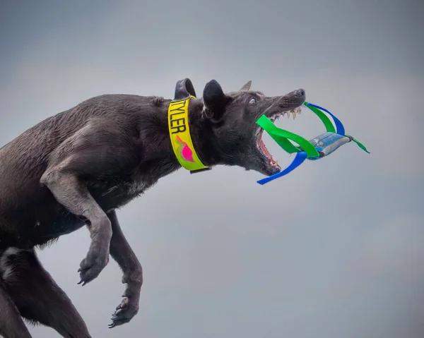 Closeup Black American Pit Bull Terrier Named Tyler Jumping Catch — Stock Photo, Image