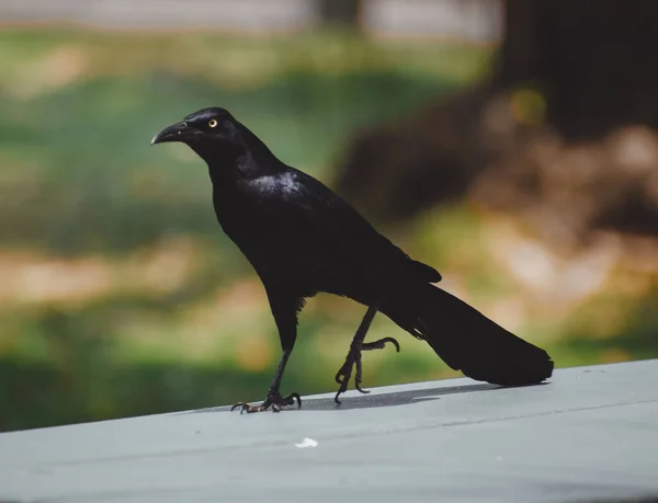 Gros Plan Corbeau Avec Une Longue Queue Assise Sur Une — Photo