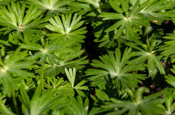 Close Many Eranthis Hyemalis Leaves Green Macro Winter Anemone Feaf — Stock fotografie